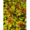 SPIRAEA japonica DOUBLE PLAY BIG BANG - Spirée