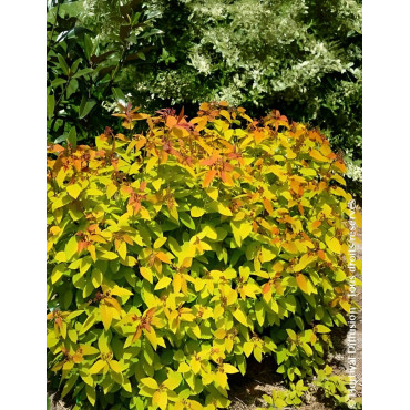 SPIRAEA japonica DOUBLE PLAY BIG BANG - Spirée