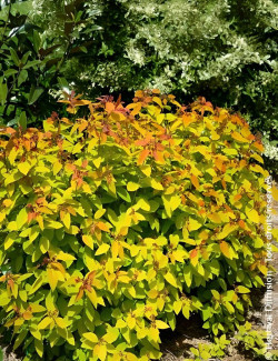 SPIRAEA japonica DOUBLE PLAY BIG BANG - Spirée