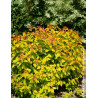 SPIRAEA japonica DOUBLE PLAY BIG BANG - Spirée