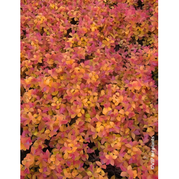 SPIRAEA japonica DOUBLE PLAY BIG BANG - Spirée