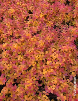 SPIRAEA japonica DOUBLE PLAY BIG BANG - Spirée