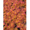SPIRAEA japonica DOUBLE PLAY BIG BANG - Spirée