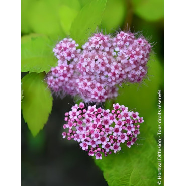 SPIRAEA japonica DOUBLE PLAY BIG BANG - Spirée