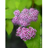 SPIRAEA japonica DOUBLE PLAY BIG BANG - Spirée