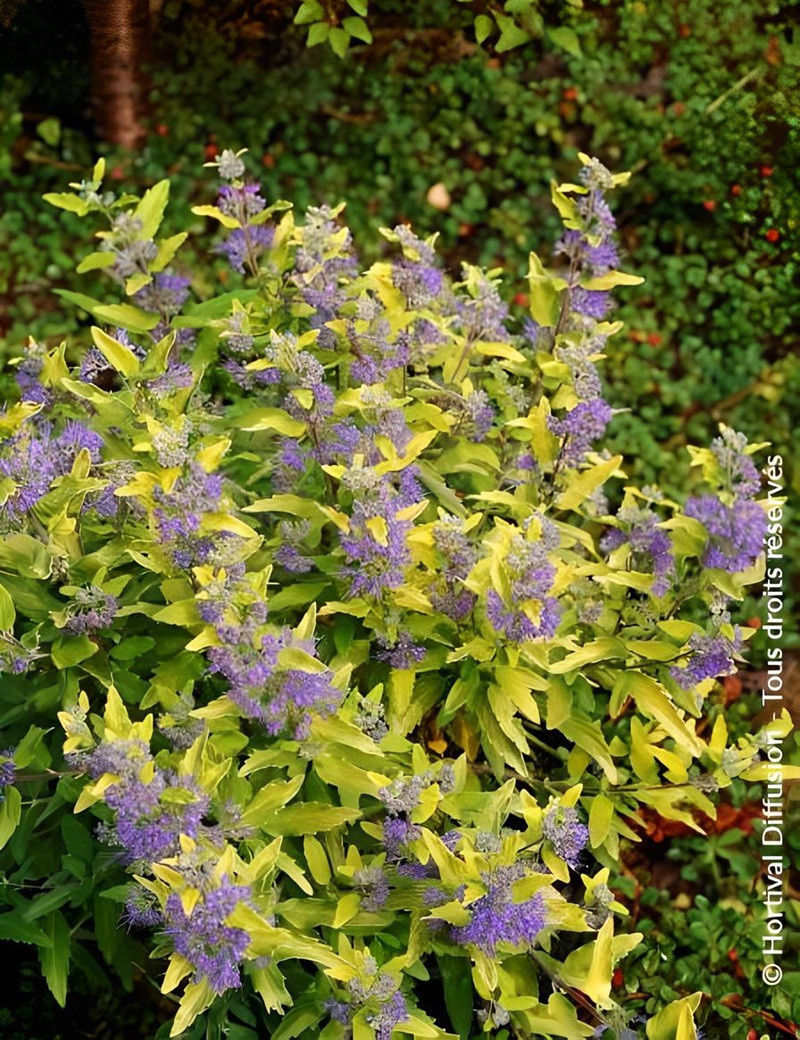 CARYOPTERIS clandonensis SUNNY BLUE® - Barbe bleue