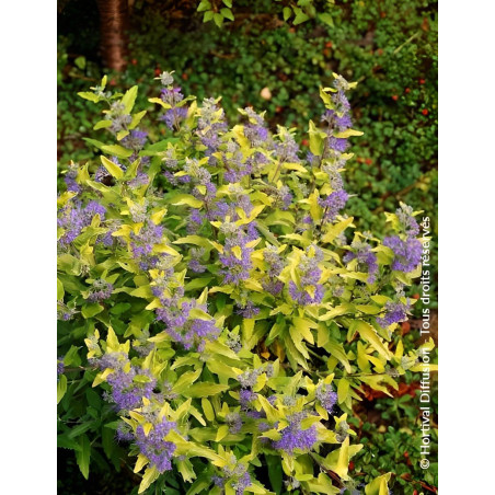 CARYOPTERIS clandonensis SUNNY BLUE® - Barbe bleue