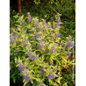 CARYOPTERIS clandonensis SUNNY BLUE® - Barbe bleue