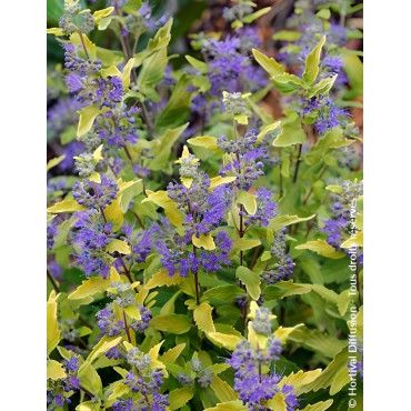 CARYOPTERIS clandonensis SUNNY BLUE® - Barbe bleue