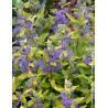 CARYOPTERIS clandonensis SUNNY BLUE® - Barbe bleue
