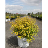 CARYOPTERIS clandonensis SUNNY BLUE® - Barbe bleue En pot de 10-12 litres buisson hauteur 040-060 cm