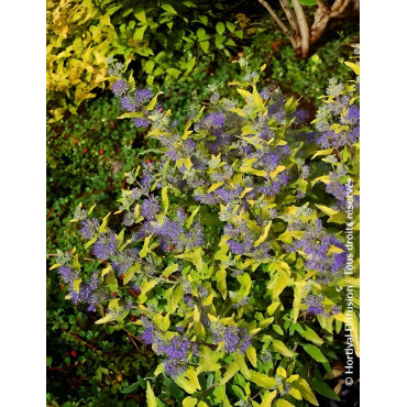 CARYOPTERIS clandonensis SUNNY BLUE® - Barbe bleue