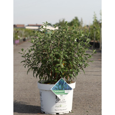 CARYOPTERIS clandonensis BEYOND MIDNIGHT® - Barbe bleue En pot de 10-12 litres buisson hauteur 040-060 cm