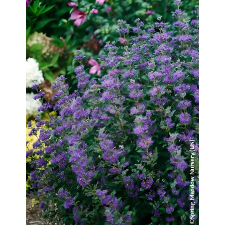 CARYOPTERIS clandonensis BEYOND MIDNIGHT® - Barbe bleue