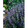 CARYOPTERIS clandonensis BEYOND MIDNIGHT® - Barbe bleue