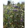 CARYOPTERIS clandonensis BEYOND MIDNIGHT® - Barbe bleue