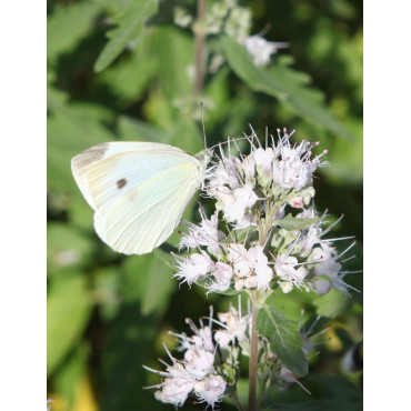 CARYOPTERIS clandonensis PINK PERFECTION® - Barbe bleue