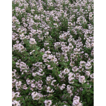 CARYOPTERIS clandonensis PINK PERFECTION® - Barbe bleue