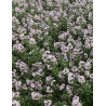CARYOPTERIS clandonensis PINK PERFECTION® - Barbe bleue