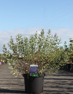 CARYOPTERIS clandonensis FIRST CHOICE - Barbe bleue En pot de 10-12 litres buisson hauteur 040-060 cm