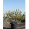 CARYOPTERIS clandonensis FIRST CHOICE - Barbe bleue En pot de 10-12 litres buisson hauteur 040-060 cm