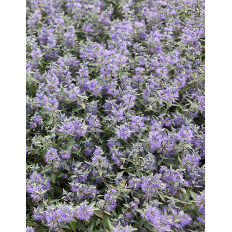 CARYOPTERIS clandonensis FIRST CHOICE - Barbe bleue