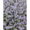 CARYOPTERIS clandonensis FIRST CHOICE - Barbe bleue