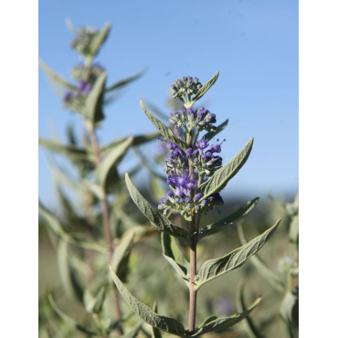 CARYOPTERIS clandonensis FIRST CHOICE - Barbe bleue