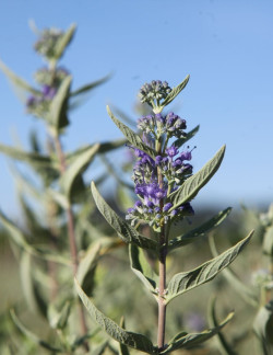 CARYOPTERIS clandonensis FIRST CHOICE - Barbe bleue