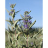 CARYOPTERIS clandonensis FIRST CHOICE - Barbe bleue