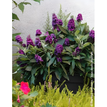BUDDLEIA davidii TINY BUDDY DEEP BLUE® - Arbre aux papillons