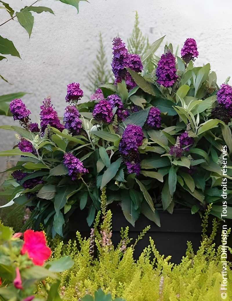 BUDDLEIA davidii TINY BUDDY DEEP BLUE® - Arbre aux papillons