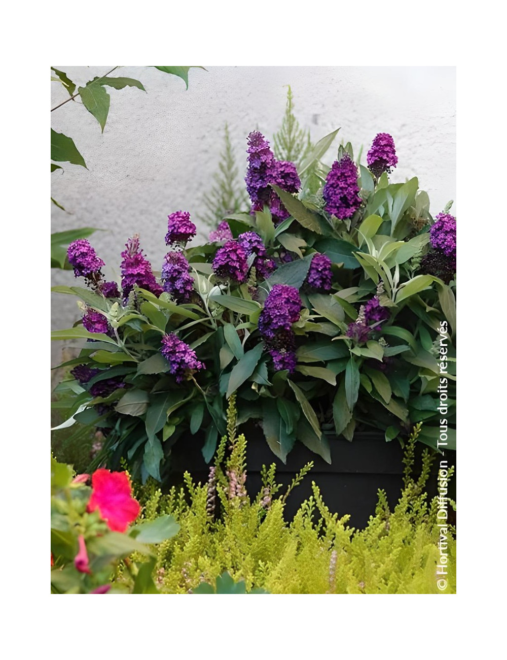 BUDDLEIA davidii TINY BUDDY DEEP BLUE® - Arbre aux papillons