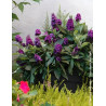BUDDLEIA davidii TINY BUDDY DEEP BLUE® - Arbre aux papillons