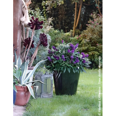 BUDDLEIA davidii TINY BUDDY DEEP BLUE® - Arbre aux papillons