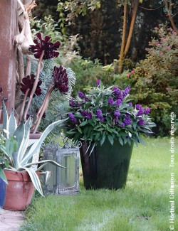 BUDDLEIA davidii TINY BUDDY DEEP BLUE® - Arbre aux papillons