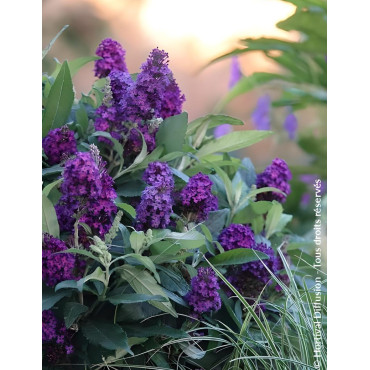 BUDDLEIA davidii TINY BUDDY DEEP BLUE® - Arbre aux papillons