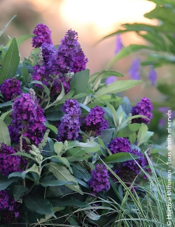 BUDDLEIA davidii TINY BUDDY DEEP BLUE® - Arbre aux papillons