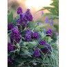 BUDDLEIA davidii TINY BUDDY DEEP BLUE® - Arbre aux papillons