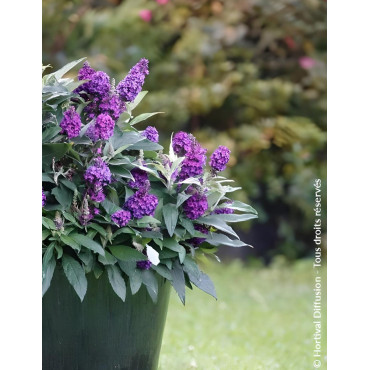 BUDDLEIA davidii TINY BUDDY DEEP BLUE® - Arbre aux papillons