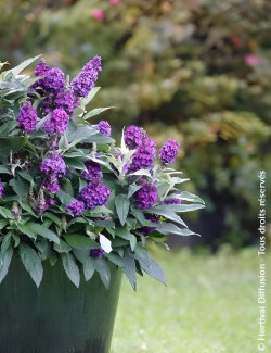 BUDDLEIA davidii TINY BUDDY DEEP BLUE® - Arbre aux papillons