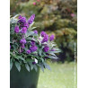 BUDDLEIA davidii TINY BUDDY DEEP BLUE® - Arbre aux papillons