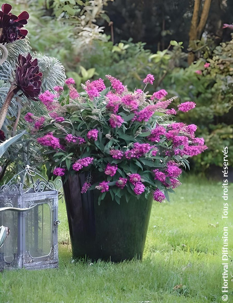 BUDDLEIA davidii TINY BUDDY HOT PINK® - Arbre aux papillons