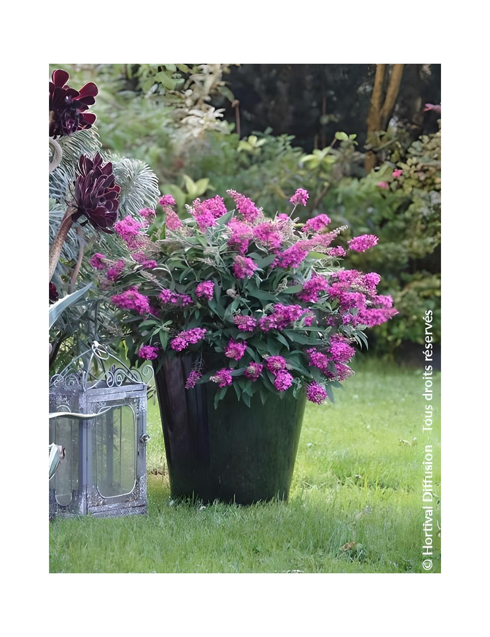 BUDDLEIA davidii TINY BUDDY HOT PINK® - Arbre aux papillons