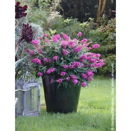 BUDDLEIA davidii TINY BUDDY HOT PINK® - Arbre aux papillons