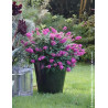 BUDDLEIA davidii TINY BUDDY HOT PINK® - Arbre aux papillons