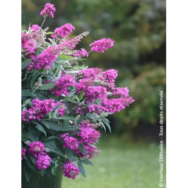 BUDDLEIA davidii TINY BUDDY HOT PINK® - Arbre aux papillons