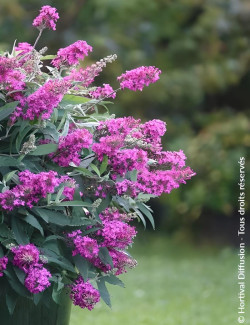 BUDDLEIA davidii TINY BUDDY HOT PINK® - Arbre aux papillons