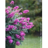 BUDDLEIA davidii TINY BUDDY HOT PINK® - Arbre aux papillons