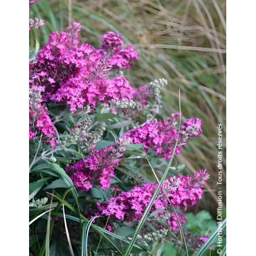 BUDDLEIA davidii TINY BUDDY HOT PINK® - Arbre aux papillons